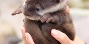 My significant otter.