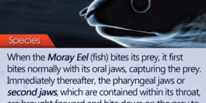 How+a+Moral+Eel+Bites+its+Prey
