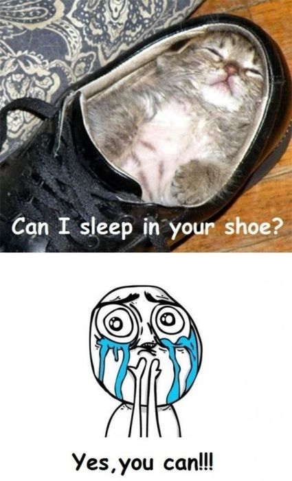 Can I sleep in your shoe?