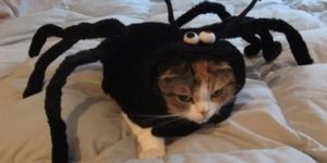 They told me I could become anything, So I became a spider.
