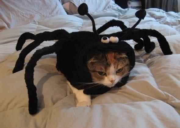 They told me I could become anything, So I became a spider.