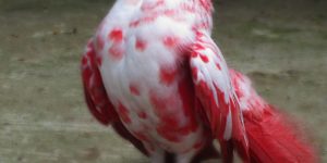 This white and red pigeon is prettier than you.