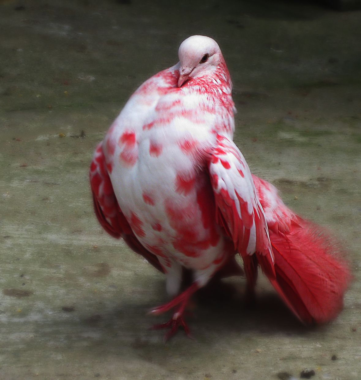 This white and red pigeon is prettier than you.