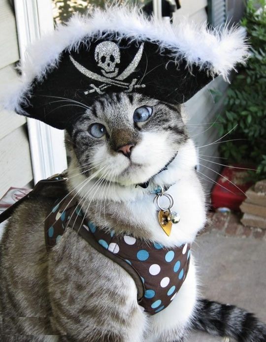 Rawr I'm a pirate...