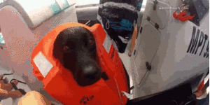Dog goes for a swim with Dolphins.
