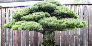 Radioactive Bonsai Tree