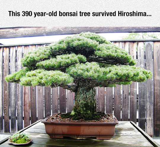 Radioactive Bonsai Tree