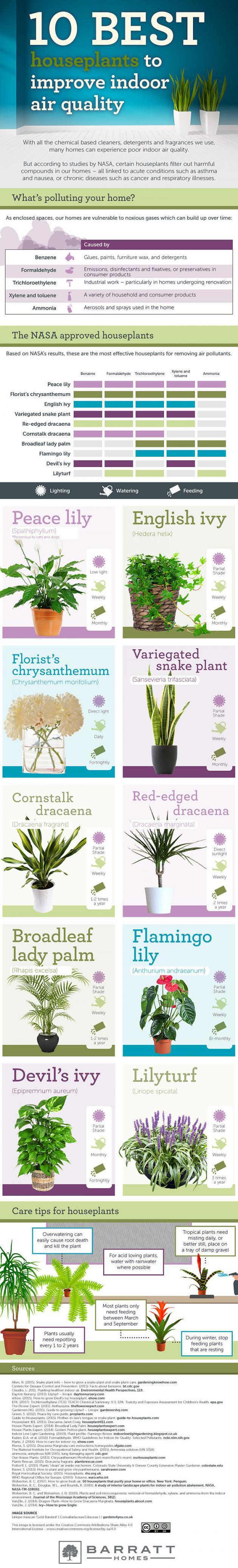 NASA Approved Houseplants