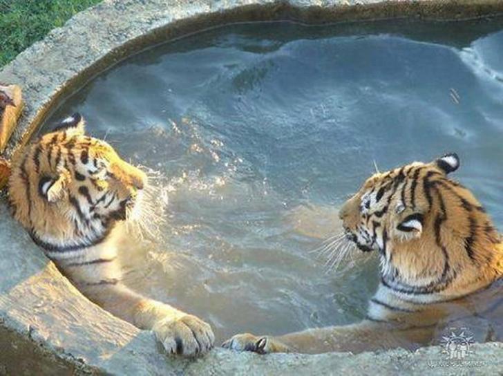 Tiger spa day.