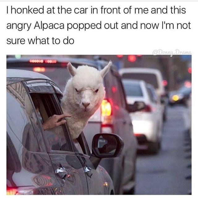 Did you honk at my Car???