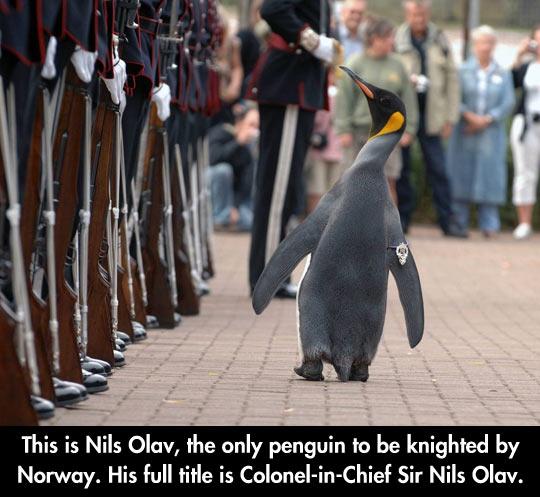 Sir Nils Olav