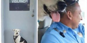 I never thought about police dogs also acting as therapy dogs for their partners.