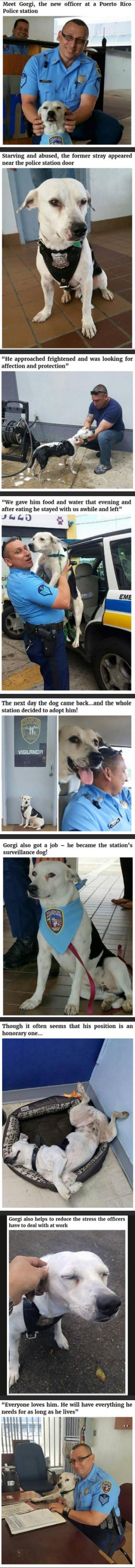 I never thought about police dogs also acting as therapy dogs for their partners.