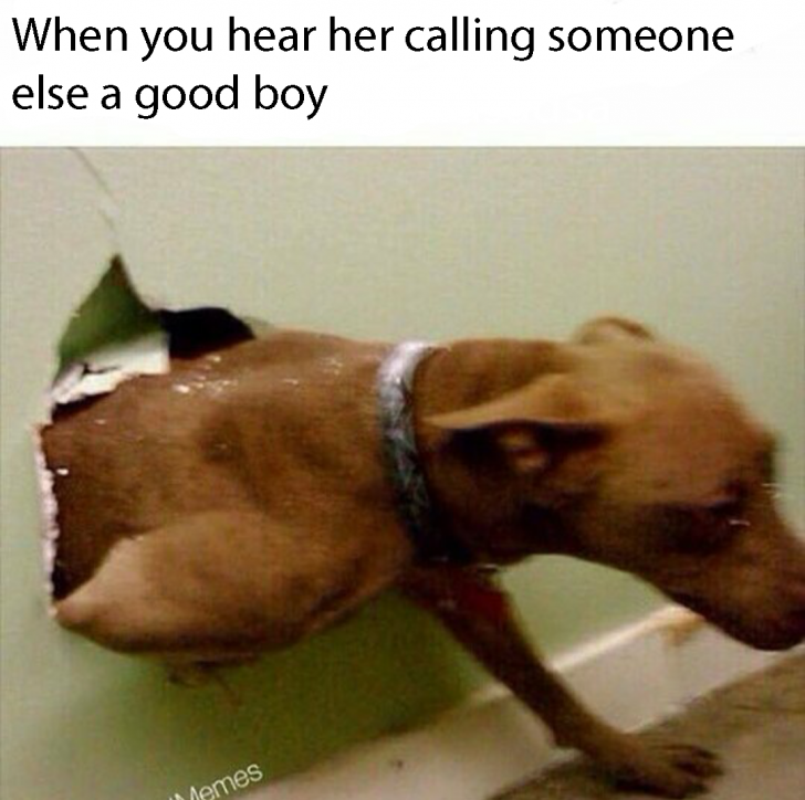 Who's a good boy?