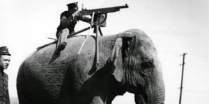 Machine gun mounted on an elephant