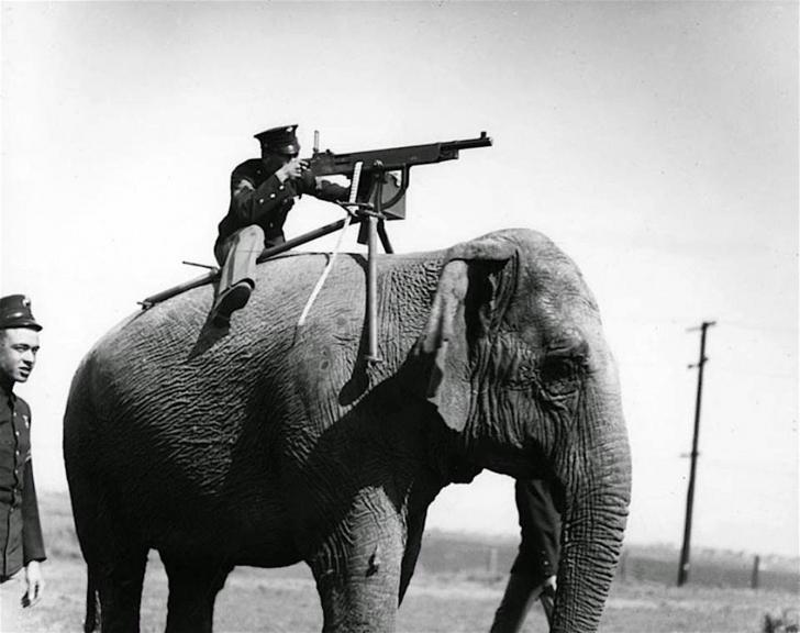 Machine gun mounted on an elephant