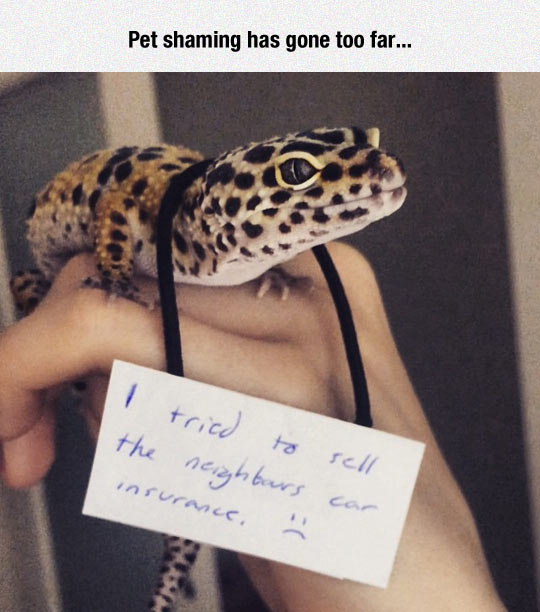 Pet shaming has gone too far