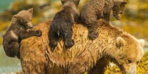 Bear Cubs Playing The Grass Is Lava