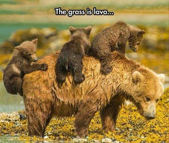 Bear Cubs Playing The Grass Is Lava