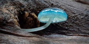 Blue mycena mushroom