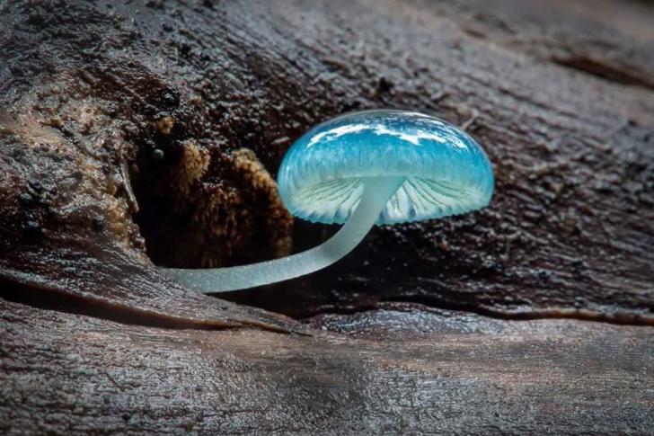 Blue mycena mushroom