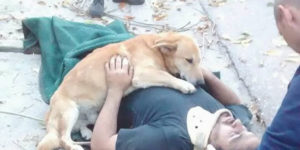 Dog Refused To Leave His Owner Who Got Injured And Lost Consciousness After A Fall