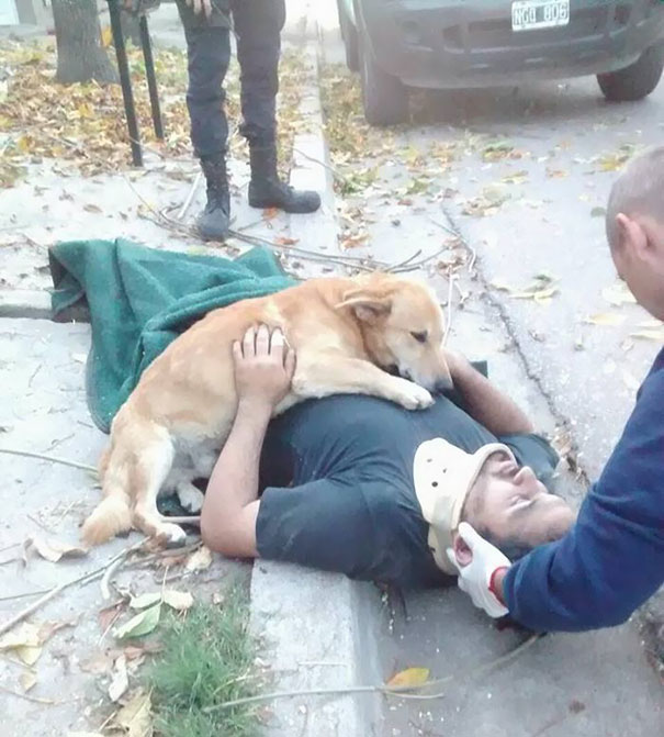 Dog Refused To Leave His Owner Who Got Injured And Lost Consciousness After A Fall