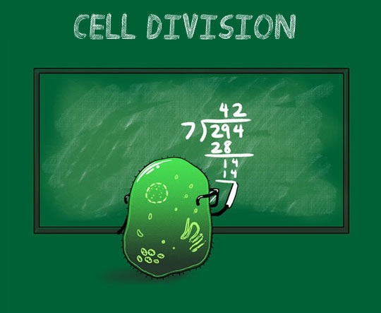 Cell Division.