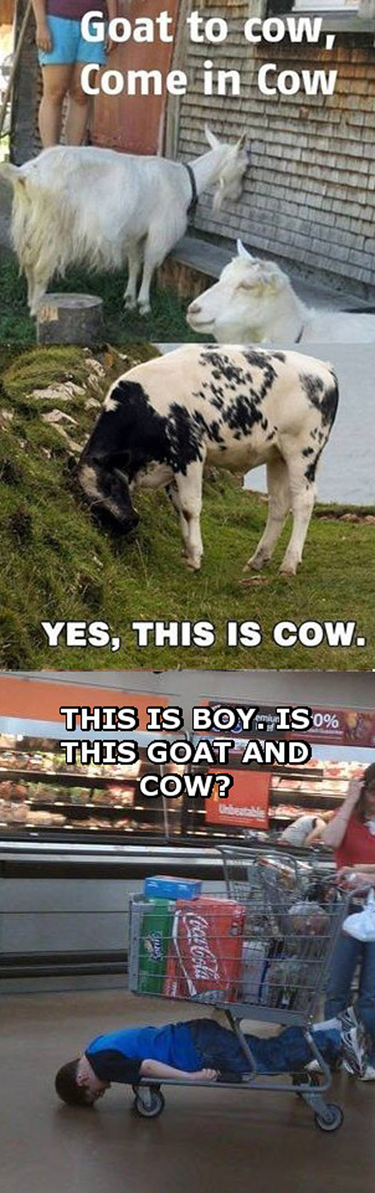 Goat to cow, come in cow. 