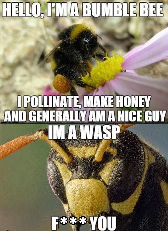 Save The Honey Bee
