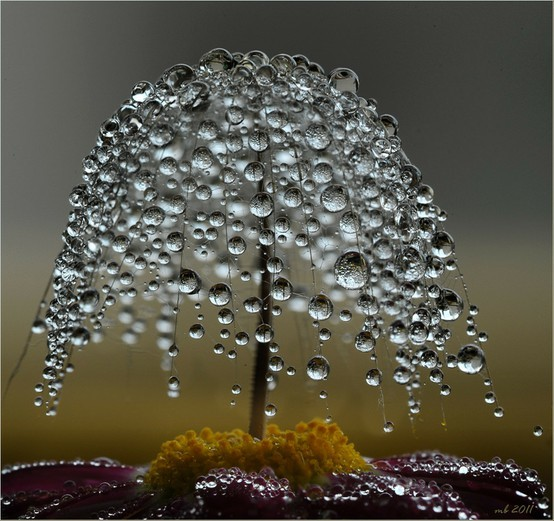 Dew tree