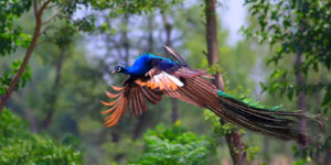 Flying peacocks are freaking majestic.