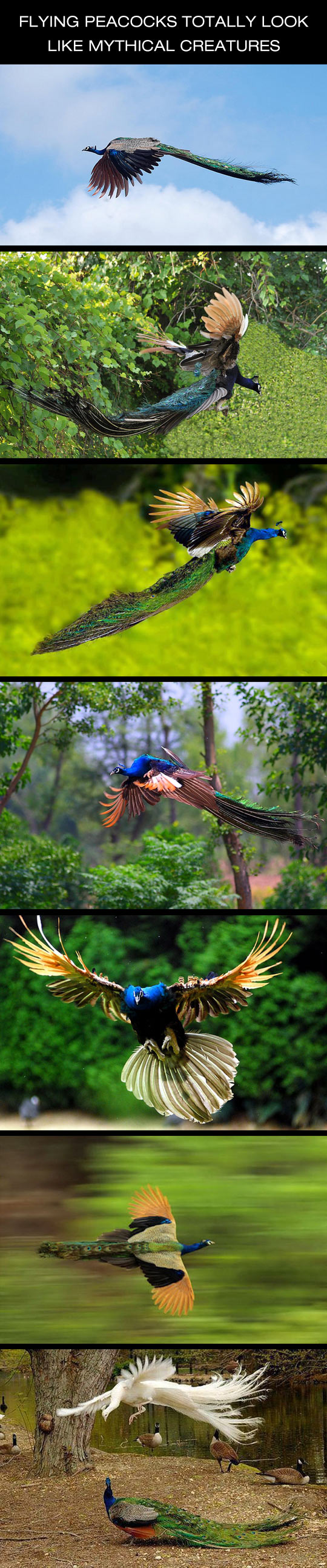 Flying peacocks are freaking majestic.