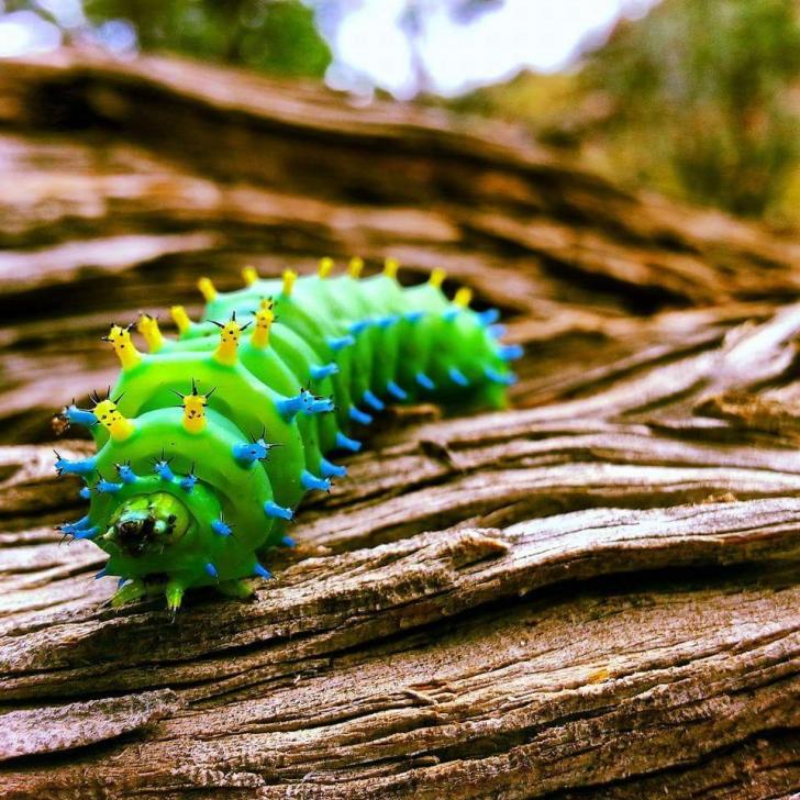 Cecropia Moth Caterpillar