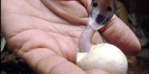 Just a baby cobra