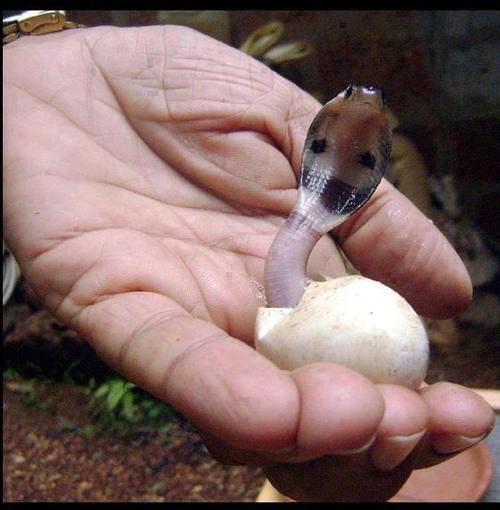 Just a baby cobra