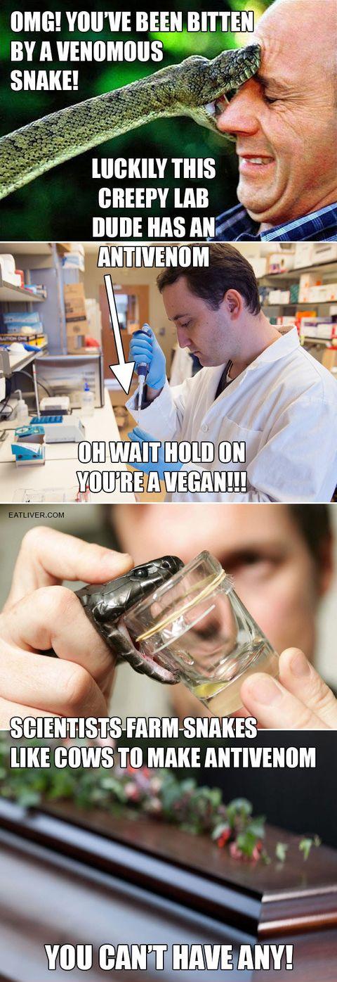 No treatment for vegans