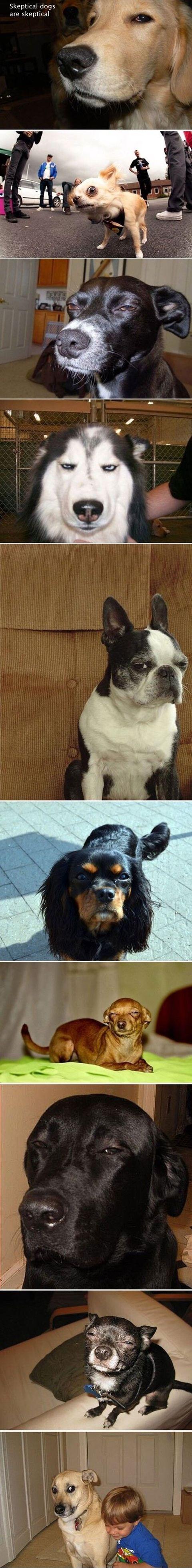 Skeptical dogs are skeptical.