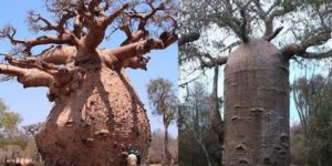 The Baobab Tree can Store up to 32,000 Gallon of water in its Trunk