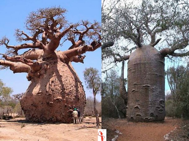 The Baobab Tree can Store up to 32,000 Gallon of water in its Trunk