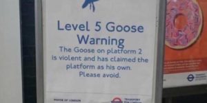 Goose alert!