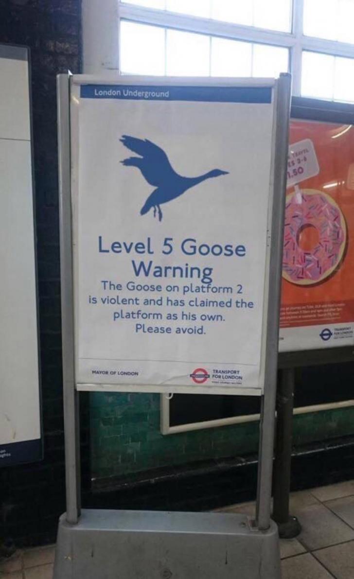 Goose alert!