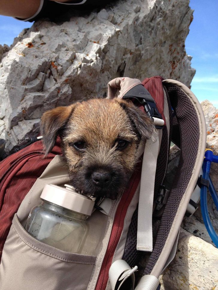 Puppy had to hitch a ride for the last part of his first hike.