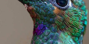 Close-up hummingbird.