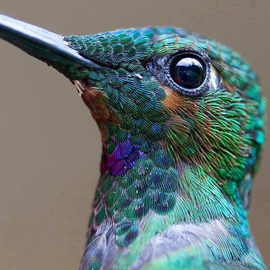 Close-up hummingbird.