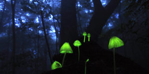 Glowing Mushrooms in Japan
