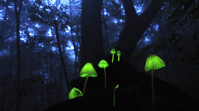 Glowing Mushrooms in Japan