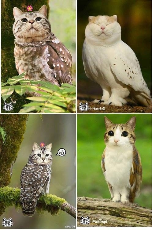 Owls with cat heads.