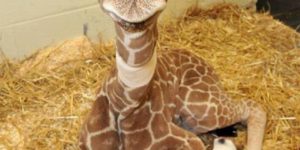 Giraffe baby.