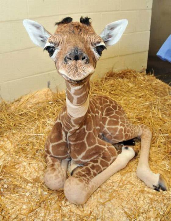 Giraffe baby.